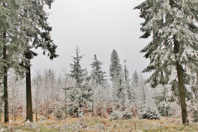 Spalona - lesní porost podél cesty z rozhledny Jagodna