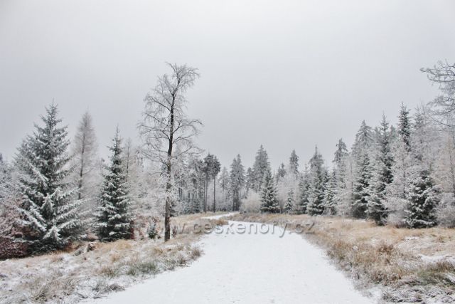 Spalona - lesní cesta z rozhledny Jagodna k turistické chatě Jagodna