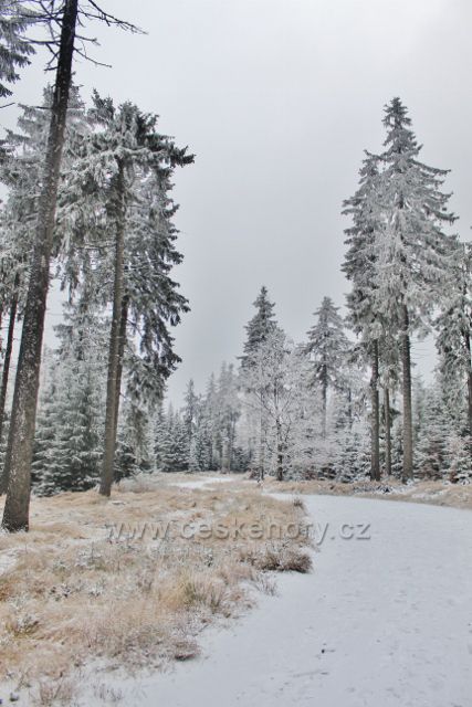 Spalona - lesní porost podél cesty z rozhledny Jagodna