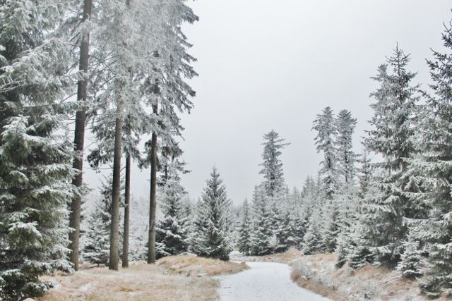 Spalona - lesní porost podél cesty z rozhledny Jagodna