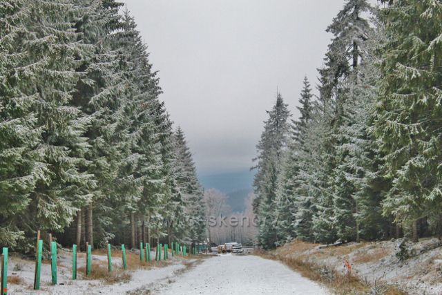 Spalona - lesní "autostráda"nad turistickou chatou Jagodna