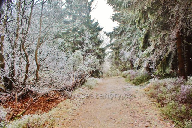 Šerlich - hřebenovka k Vrchmezí vede po vrcholu Šerlichu