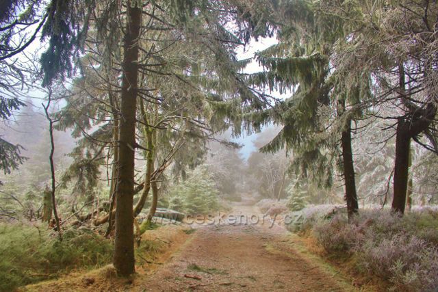 Šerlich - hřebenovka k Vrchmezí vede po vrcholu Šerlichu