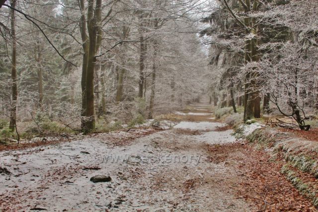 Šerlich - NPR Bukačka - hřebenovka