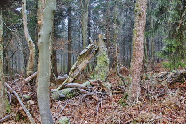 Šerlich - NPR Bukačka