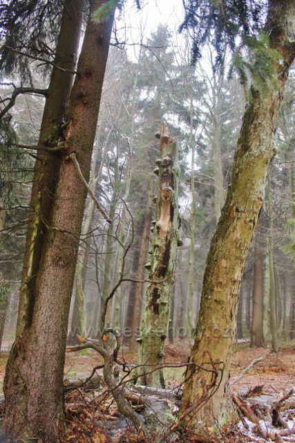 Šerlich - NPR Bukačka