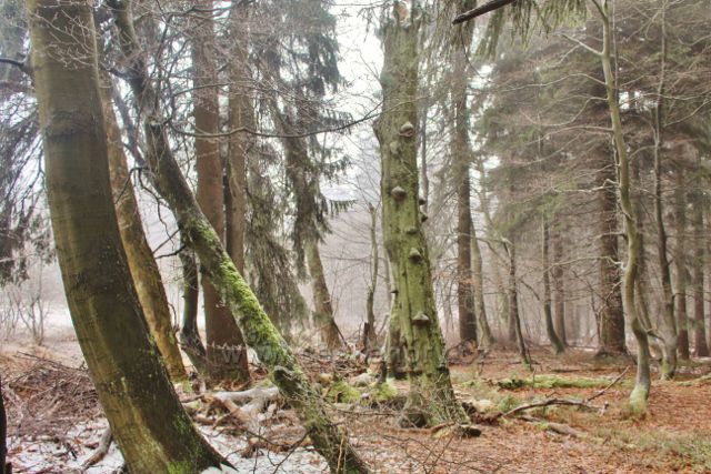 Šerlich - NPR Bukačka