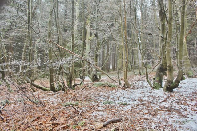 Šerlich -NPR Bukačka