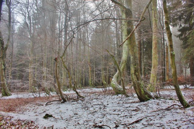 Šerlich - NPR Bukačka