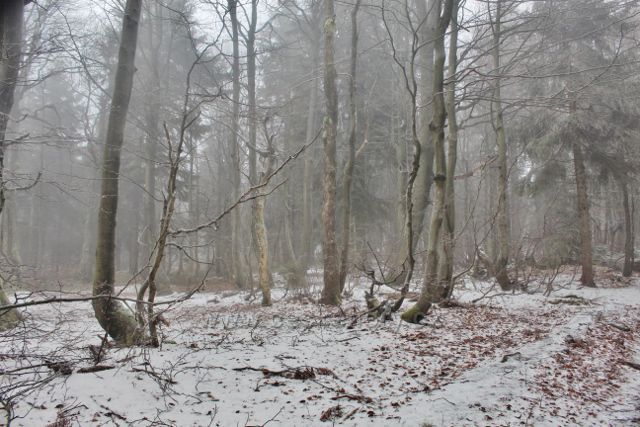 Šerlich - NPR Bukačka