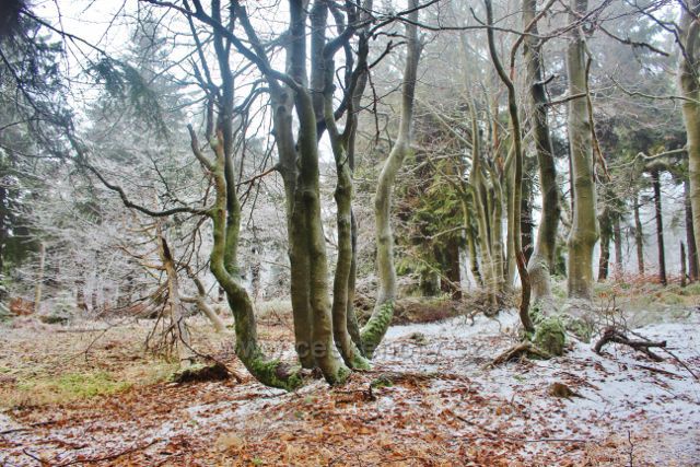 Šerlich -NPR Bukačka