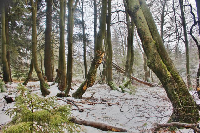 Šerlich - NPR Bukačka