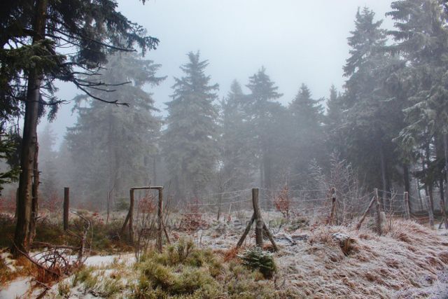 Sedloňov - oplocenka u hřebenovky k  Polomskému sedlu