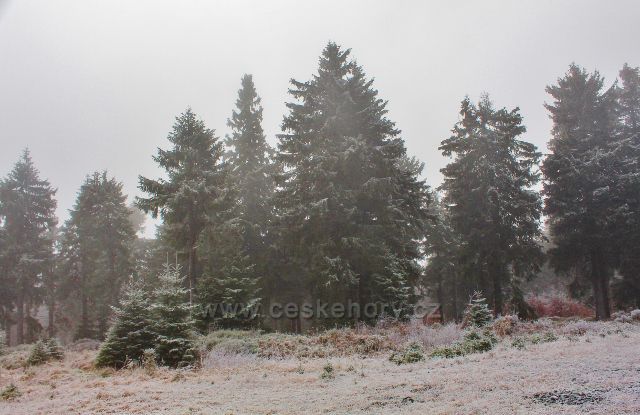 Sedloňov - lesní porost podél hřebenovky k Polomskému sedlu