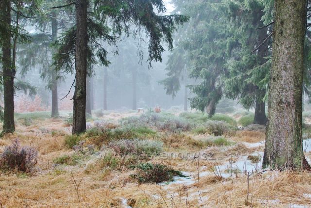 Sedloňov - lesní porost podél hřebenovky k Polomskému sedlu
