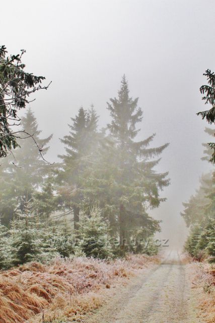 Sedloňov - v zajetí mlhy na hřebenovce k Polomskému sedlu