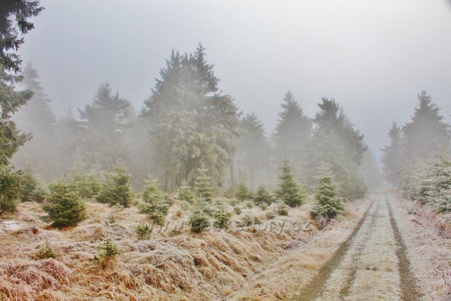 Sedloňov - v zajetí postupující mlhy na hřebenovce k Polomskému sedlu