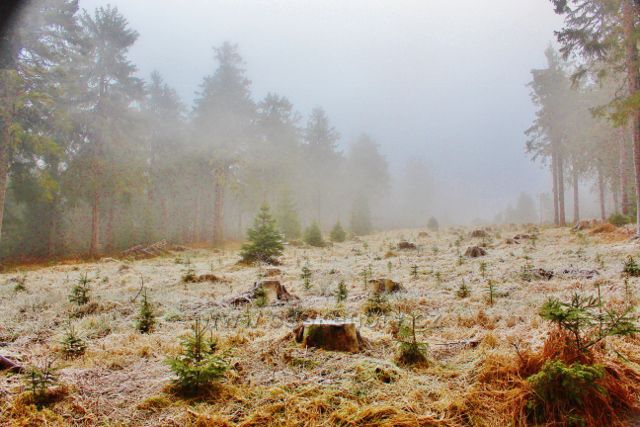 Sedloňov - lesní kultura vysazená na pasece u hřebenovky k Polomskému sedlu
