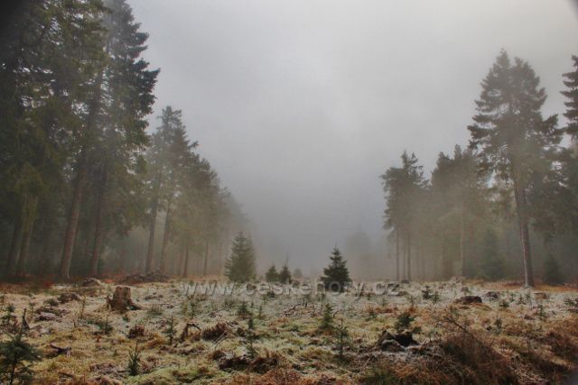 Sedloňov - lesní porost podél Jiráskovy cesty k Polomskému sedlu