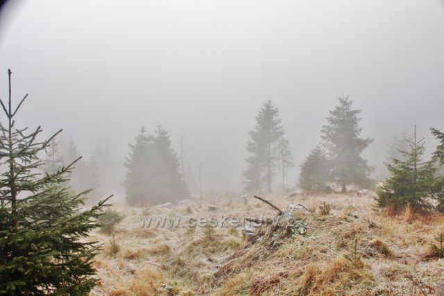 Sedloňov - lesní porost podél Jiráskovy cesty k Polomskému sedlu