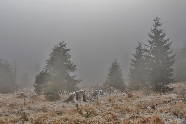 Sedloňov - lesní porost podél Jiráskovy cesty k Polomskému sedlu