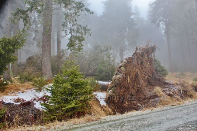 Sedloňov - čerstvý vývrat u hřebenovky k Polomskému sedlu