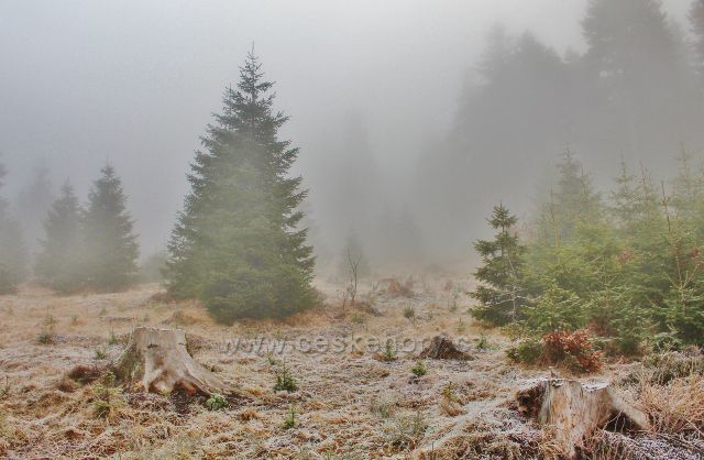 Sedloňov - lesní porost u hřebenovky před Polomským sedlem
