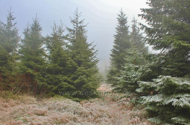 Sedloňov - areál prameniště řeky Bělé