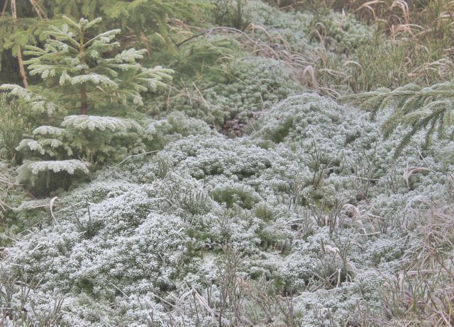 Sedloňov - rašeliník v areálu prameniště řeky Bělé
