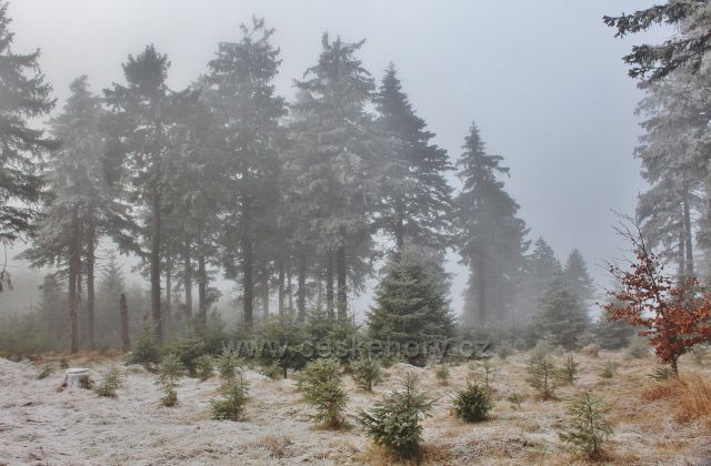 Sedloňov - lesní porost podél hřebenovky k Vrchmezí