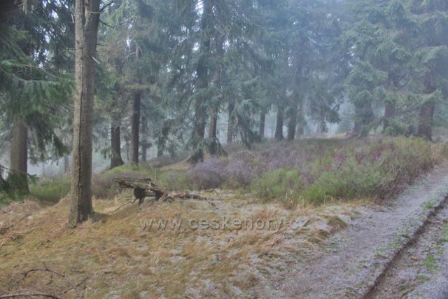 Sedloňov - lesní porost podél hřebenovky k Vrchmezí