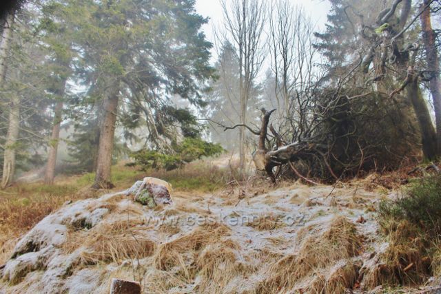 Olešnice v O.h. - lesní porost na úbočí Vrchmezí