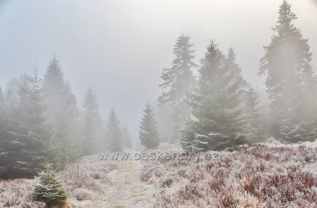 Olešnice v O.h. - neznačená stezka po Česko-polské státní hranici