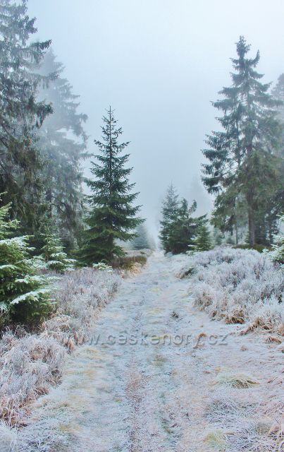 Sedloňov - neznačená stezka po Česko-polské státní hranici