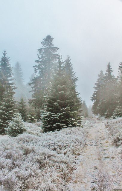 Sedloňov - neznačená stezka po Česko-polské státní hranici