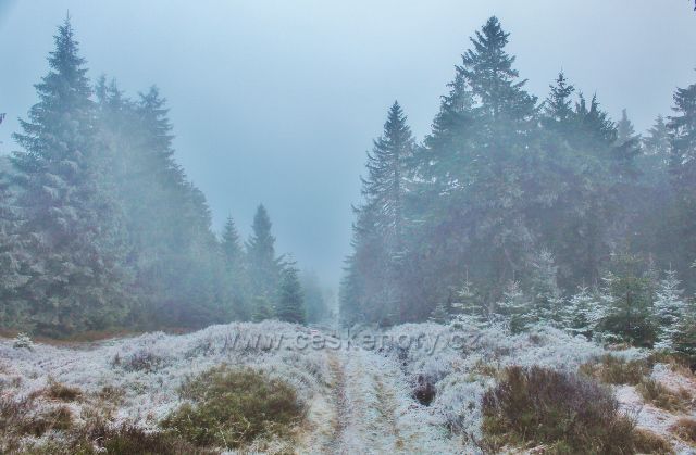 Sedloňov -neznačená stezka po Česko-polské státní hranici