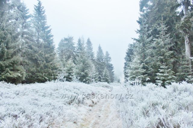 Sedloňov - neznačená stezka po Česko-polské státní hranici