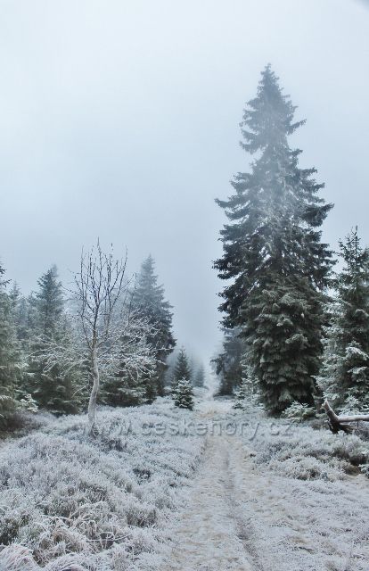 Sedloňov - neznačená hraniční stezka z Vrchmezí do Šerlišského sedla