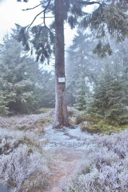 Sedloňov - hraniční vrchol Zielony Garb 1026 m.n.m. na polské straně hranice