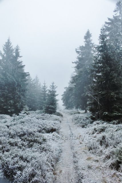 Sedloňov - neznačená hraniční stezka z Vrchmezí do Šerlišského sedla