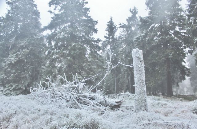 Sedloňov - neznačená hraniční stezka z Vrchmezí do Šerlišského sedla