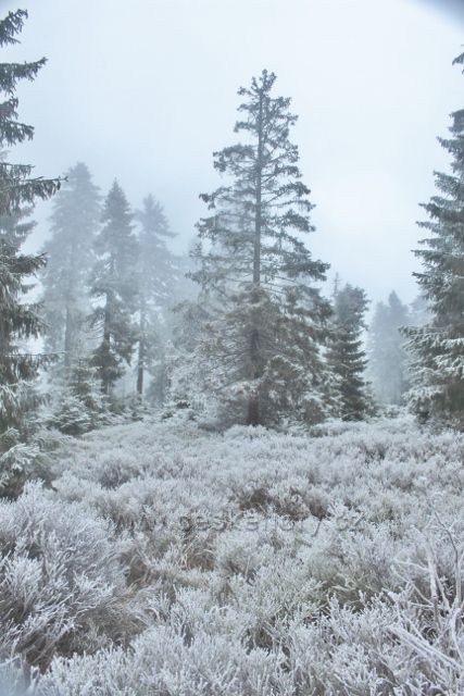 Sedloňov - lesní porost podél hraniční stezky z Vrchmezí do Šerlišského sedla