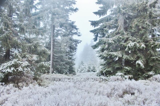 Sedloňov - lesní porost podél hraniční stezky z Vrchmezí do Šerlišského sedla