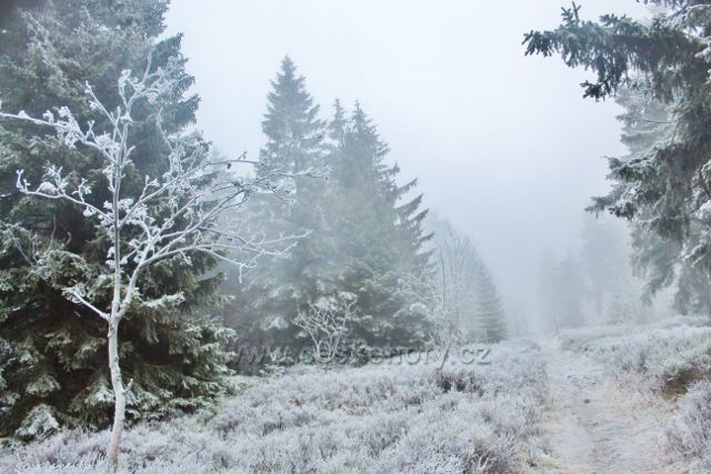 Sedloňov - hraniční stezka z Vrchmezí do Šerlišského sedla