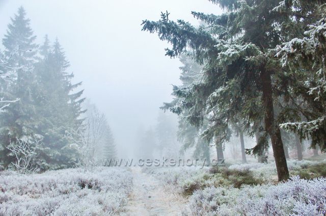 Sedloňov - hraniční stezka z Vrchmezí do Šerlišského sedla