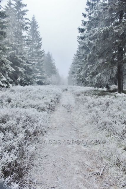 Sedloňov - hraniční stezka tvoří současně spodní hranici NPR Bukačka
