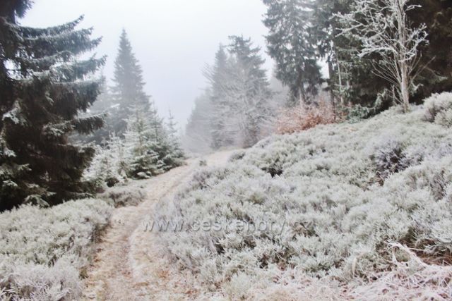 Sedloňov - hraniční stezka tvoř spodní hranici NPR Bukačka