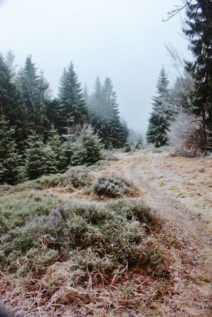 Sedloňov - neznačená hraniční stezka z Vrchmezí do Šerlišského sedla