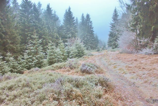 Sedloňov - neznačená hraniční stezka a hranice NPR Bukačka