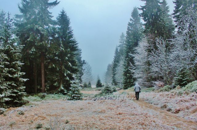 Sedloňov - hranice NPR Bukačka jde po hraniční stezce podél státní hranice s Polskem